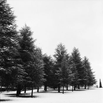 Bruderholz, Basel, 2016, 6x6 Film with Rolleiflex